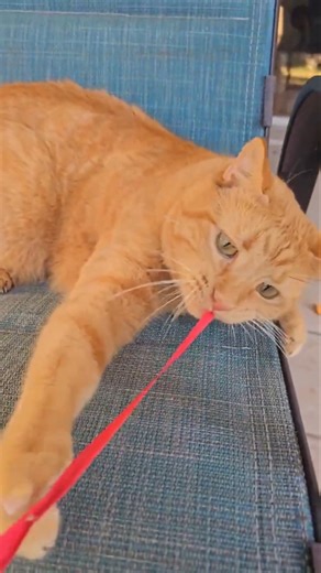 Cat pulling string #cat #catvideos #cute #catshorts #prettycat