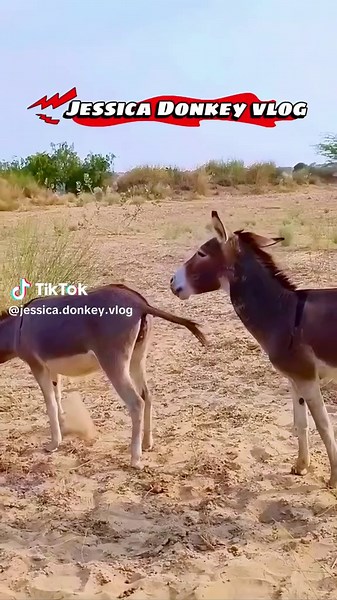 Understanding Donkey Breeding: Insights and Techniques