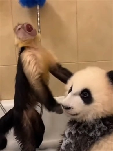 Mono capuchino canta ópera mientras baña a un bebé panda