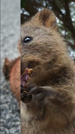 This Tiny Australian Animal Has the CUTEST Smile Ever! 🐾 #viral #wildlife #animals #facts