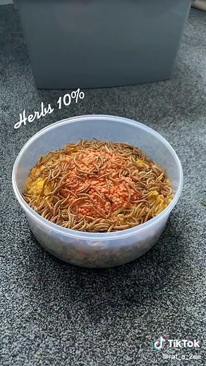 Rat boy feast 🐀🍴 #rat #ratlife #ratlover #fyp #foryou #ratdiet #pet #cute #shunamitediet #ratsoftiktok #asmr