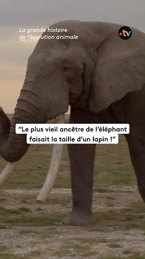23K views · 132 reactions | Les fossiles sont les messagers du passé et permettent des découvertes étonnantes ! Le paléontologue français Emmanuel Gheerbrant raconte l'évolution des éléphants, de la taille d'un lapin il y a 60 millions d'années aux colosses que nous connaissons aujourd'hui.  “La grande histoire de l'évolution animale” à retrouver sur notre plateforme  bit.ly/FTV_ELEPHANTS | France tv nature | Facebook