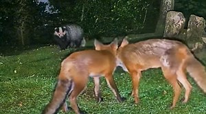 Adorable Wildlife Footage: Fox And Badger Play Chase