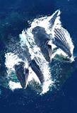288K views · 62 reactions | World famous whale watching tours starting at just $20. Book now! | Newport Landing Whale Watching | Facebook