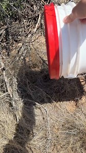 On a very hot day, landscapers uncovered this little Western Diamondback Rattlesnake. The homeowners wanted to make sure it got to safety, so they got it into a bucket and kept it in a cool garage until I got there. But it wasn't safe yet. Relocation of snakes can be especially difficult when air temperatures are high enough to kill a rattlesnake from even being in it for long. So we need to find deep cover to escape the heat, and quickly. In this particular area, that means finding a packrat ne