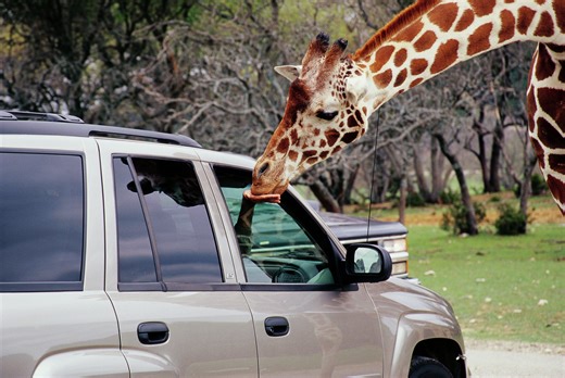 Video: Giraffe lifts toddler up at Texas safari drive-thru