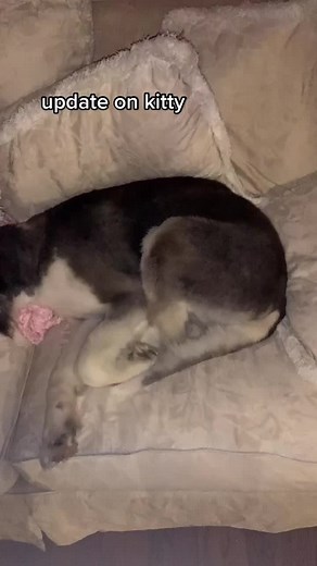 hunter update!! #fyp #husky