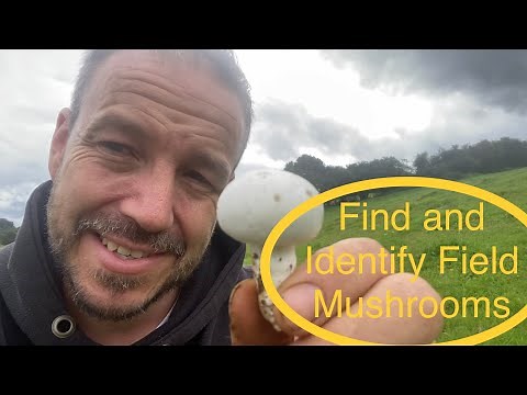 How to find and Identify Field mushrooms agaricus campestris