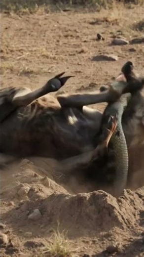 Hyena Snake #wildlife #hyena #animals #wildanimals #africanwildanimals #snake