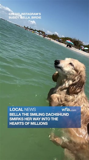 Bella the smiling Dachshund smirks her way into hearts of millions