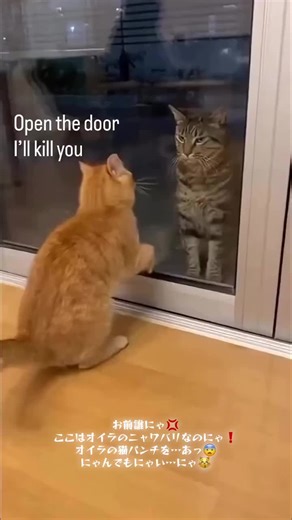 #イキリ猫 #ブチ切れ