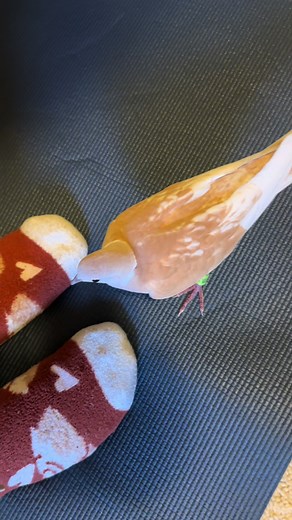 Bird TikTok - Cute Birds Chirping and Having Fun