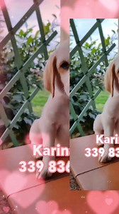  KARINA, L’ENNESIMO RIFIUTO… MA MERITA AMORE!  FROSINONE – KARINA,...