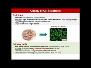 Ready-to-use 3D Blood-Brain Barrier and Cortical Spheroids