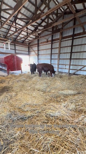 Smith Cattle Company LLC on Reels