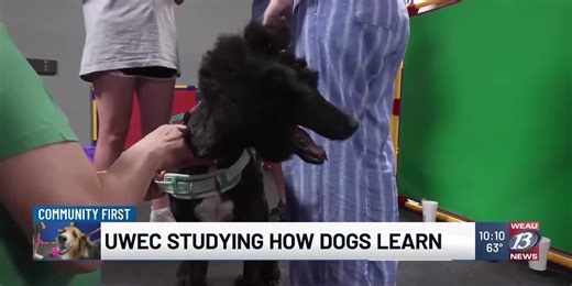 UWEC Studying How Dogs Learn