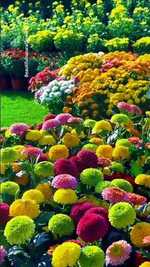 Amazing Dahlia Flowers Garden 🌺 | Stunning Colors & Peaceful Garden