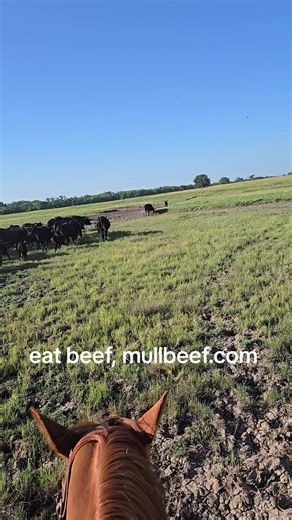 pulling CIDRs on some and giving the replacement heifers their pre AI shot #eatbeef #mullbeef #kansas #rotationalgrazing #cowpimp