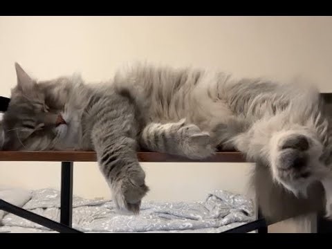 cat napping for 45 minutes
