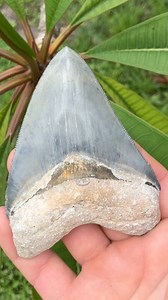 324K views · 5.3K reactions | Beautifully colored “Golden Beach...