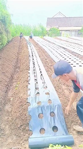 The process of installing perforated plastic for planting vegetables #shorts