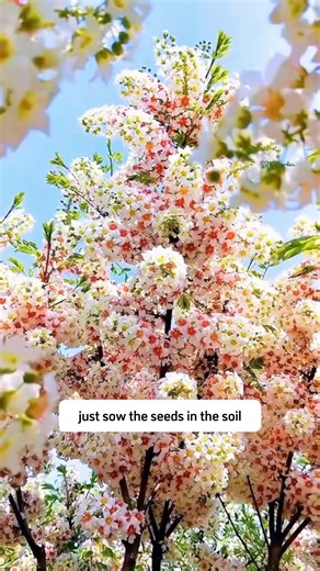 5K views · 52 reactions | Yellowhorn Bush Seeds for Planting | Dodo Garden | Facebook