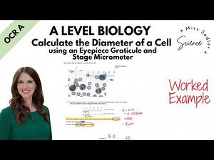 A Level Biology Calculate the Diameter of a Cell using an Eyepiece Graticule and Stage Micrometer