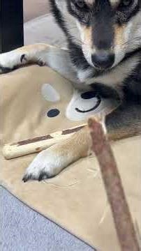 本日の皮剥ぎ職人