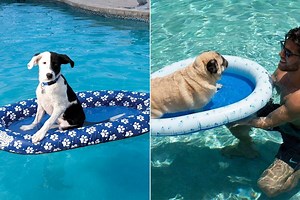 Heavy-Duty Pool Floats for Dogs That Love the Swimming Pool