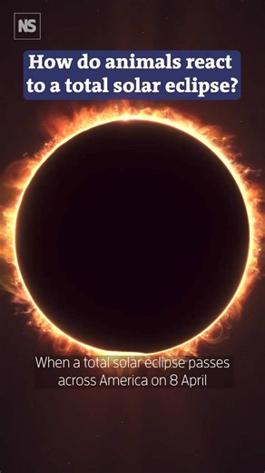 55K views · 175 reactions | The surprising ways animals react to a...