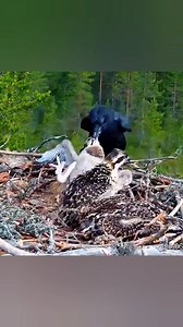 637K views · 5.7K reactions | A crow attacks an eagle’s babies. #viralreelsシ #facts #animals #newyear #birds #Eagles | SS FACTS | Facebook