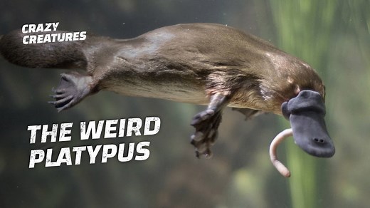 Everything About the Platypus Is Strange