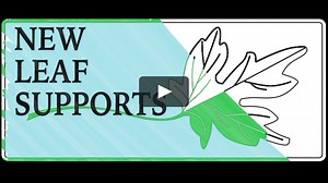 Introduction to Intellectual/ Developmental Disabilities; Including Autism Spectrum Disorder