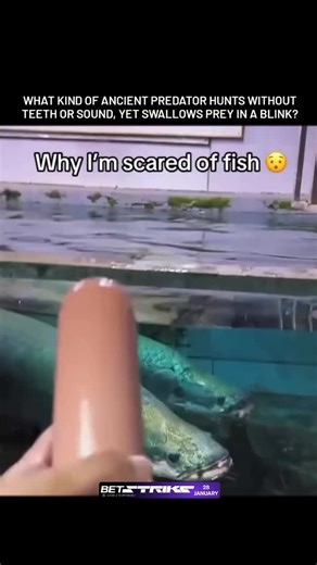 Unclassified Data on Instagram: "The arapaima sounds prehistoric—and for good reason. It’s among the largest freshwater fish on the planet, growing beyond 3 meters, wrapped in armor-like scales strong enough to withstand piranha attacks. Gliding through the water like a living shadow, it waits in near stillness. When prey appears, there’s no chase. In a split second, the arapaima snaps open its enormous jaws, creating a powerful suction that pulls victims straight inside. Birds, fish, anything c