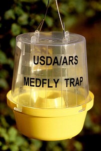 Insect trap - Alchetron, The Free Social Encyclopedia