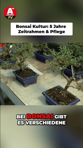 Passing on Knowledge: The Secret Behind Bonsai 🌳