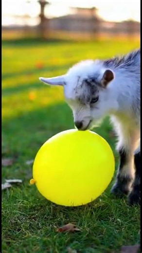 Goat Fails 🐐😂