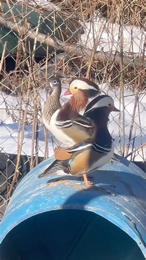 It’s time to change the bedding in your Mandarin and wood duck nest boxes. #duck #nestbox #mandarin
