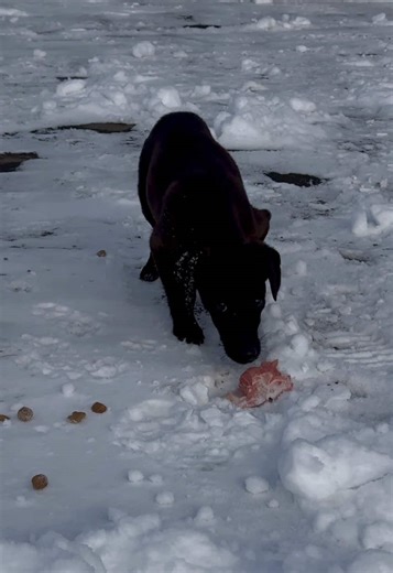 Дякую всім за допомогу ребят ❤️ за репости, за лайки, за коментарі, за гроші які ви кидаєте на корма та на допомогу 🙏 такими спільними зусиллями десь виходить когось прилаштувати, десь більше тварин нагодувати 🙏 Коли я бачу таких тварин, в очах яких стільки недовіри та страху, то розумію скільки болю приносить людина цим створінням і мінімум що ми можемо, це не пройти мимо і хоч якось допомогти 🙏 #допомогатваринам🇺🇦 #helpanimals #vet #допомогатваринам