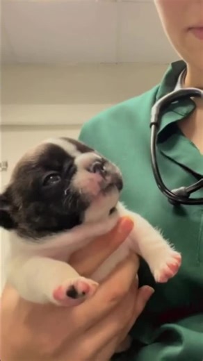 Transformación Divertida: ¡Soy un WhatsApp!