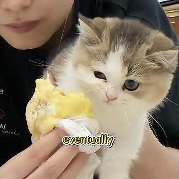 Have You Ever Seen a Cat This Gluttonous?#shuorts #funny #pet