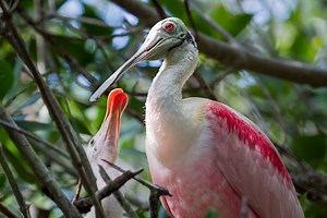 1.6M views · 1.6K reactions | Join us in the epic political battle to save America's Everglades and all the critters who call them home. We need you. | Everglades-Trust | Facebook