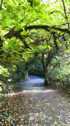 Secret paths, wild peace — Surrey’s hidden green escapes 🌲✨ #HiddenTrails #SurreySpots #surreybc #naturelovers #greeny