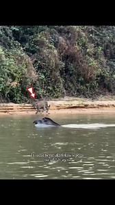 192K views · 1.5K reactions | Jaguar Ini Sedang Memburu Tapir. | Bii Fakta | Facebook