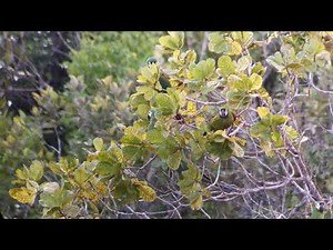 Chestnut-fronted Macaw (Ara severus)