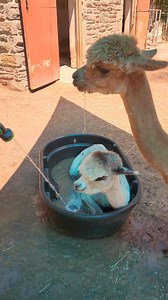 What better way to beat this heat than with an alpaca pool party! Who's joining? 🌞🦙 | Philadelphia Zoo