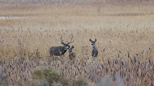 A Wild Minute - Deer Rut 2021 - watching deer behavior during the rut is one of my favorite things to do. This was an early morning in Utah and these deer appeared quite a ways away from me, I was so cold that I ended up balancing the camera on my truck to stop it from shaking. Though this year's rut wasn't the greatest out here by my house, I still loved being out and capturing this video especially the end part where the buck is running through the phragmites. They really are graceful. ***Thes
