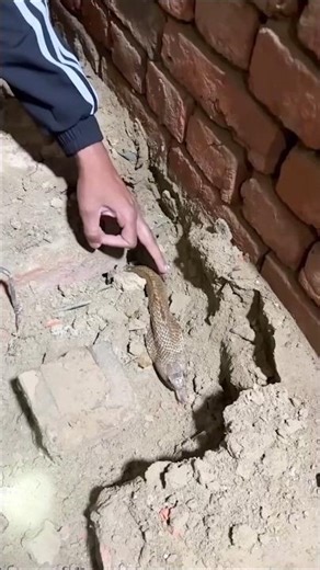 Found THIS in the Wall! 😱🐍 #shorts