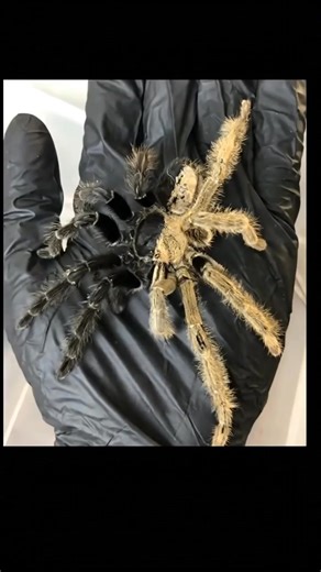 This Tarantula is a Gynandromorph meaning it has both male and female. both male and female in one body. characteristics which also gives it a very unique half and half color. #petcare #PetFriendlyLiving #arachnid #wildlifephotography #tarantula #shortsviral | Insect Insider