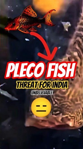 Pleco Fish threat for indian ecosystem. | Pleco Fish | Headless pleco. #pleco #viral #short #exotic